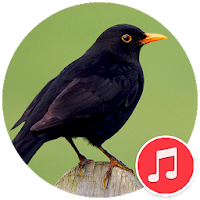 Blackbird animal Sounds