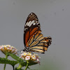 Oriental striped tiger