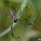 Nephila clavipes