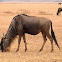 Ñu azul (Blue wildebeest)