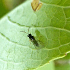 Parasitic Wasp