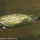 Red-eared Slider