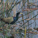 Bronze-winged Jacana