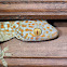 Tokay Gecko