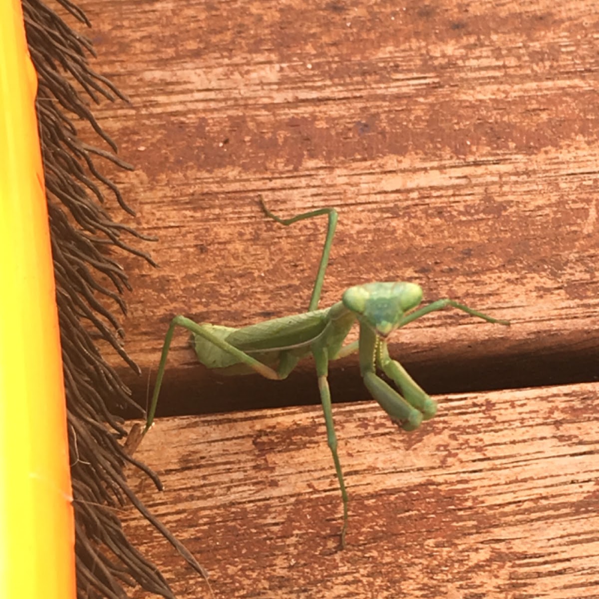 Praying mantis