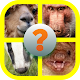 Download Animal Faces Picture Quiz For PC Windows and Mac