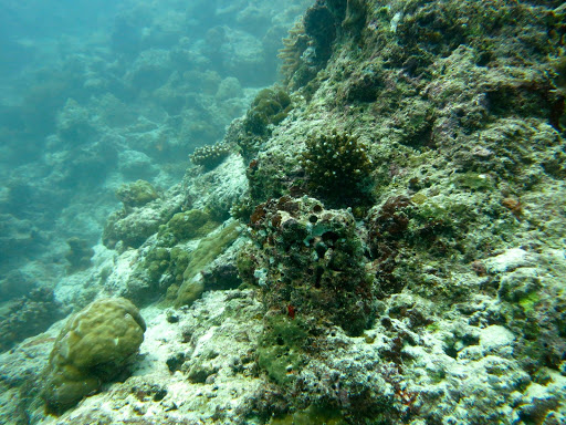 Underwater in The Maldives 2014