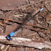 Damselfly, Blue-fronted Dancer