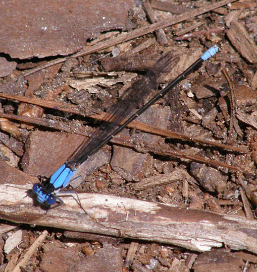 Damselfly, Blue-fronted Dancer