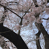 Cherry tree