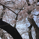 Cherry tree