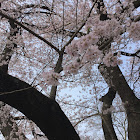 Cherry tree