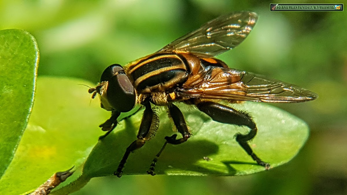 Hoverfly