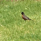 American Robin