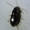 Unknown Beetle