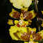 Oncidium Orchid