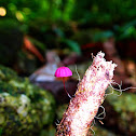 Little Red Mushroom