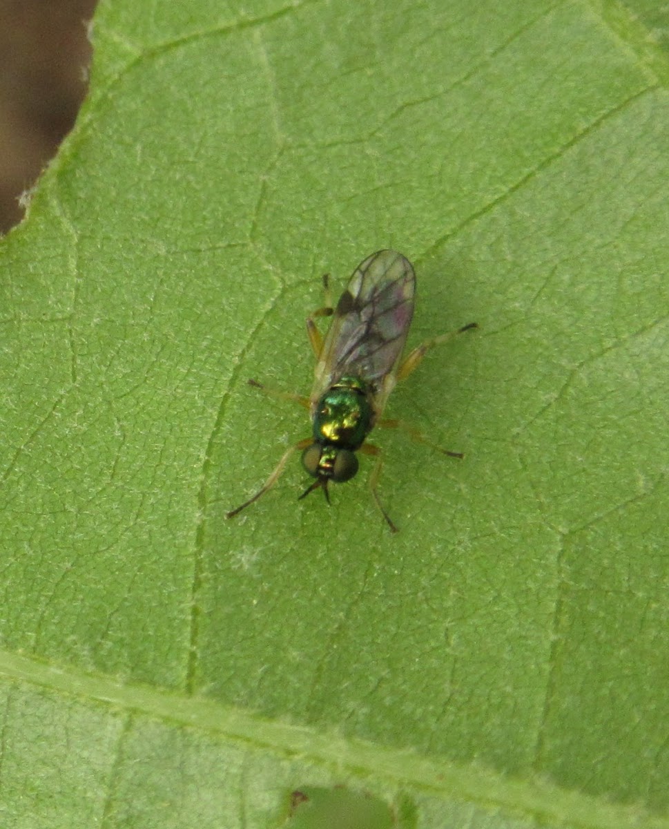 Unknown Fly