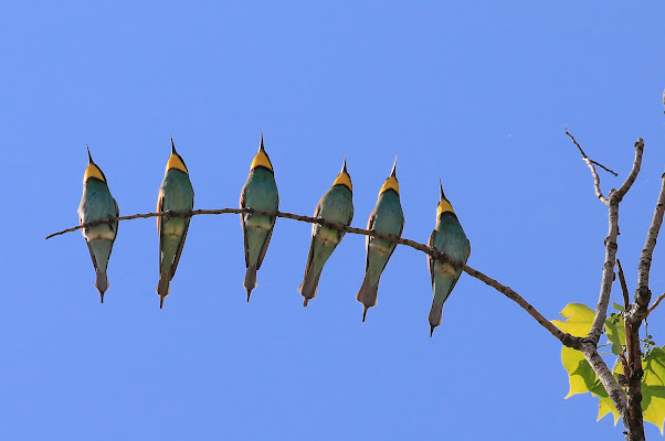 gruccioni in fila di alber52