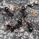 Dolly Ants