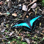 Common BlueBottle