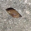 West Indian Bulimulus ( Snail )