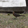 Great tailed grackle Female