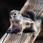 White-Tailed Antelope Squirrel