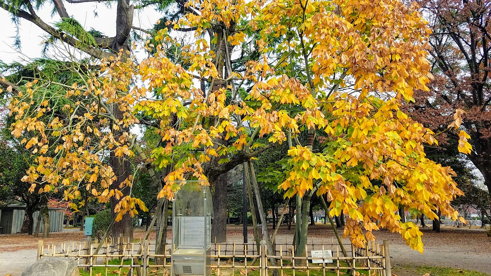 The Phoenix Trees withstood the atomic bombing even though they were 1300 meters from the hypocenter. Although half a center towards the hypocenter side is burnt to a hollow, the tree is still growing together and was transplanted to near the Hiroshima Peace Memorial Museum in May 1973. Seeds from the tree are distributed and grown across Japan and the rest of the world to promote peace.