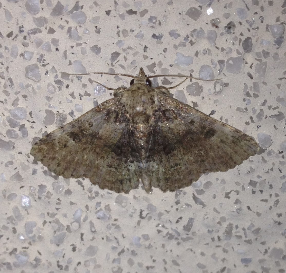 Four-spotted Fungus Moth