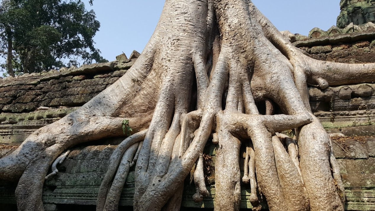 Roots of giant tree at Ta Prohm temple