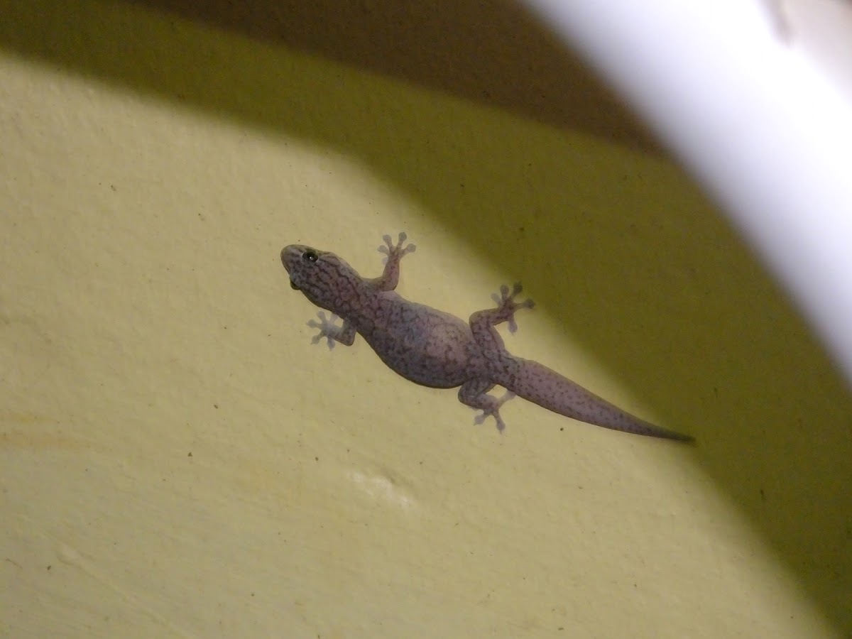 Purplish gecko