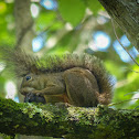 Brazilian Squirrel