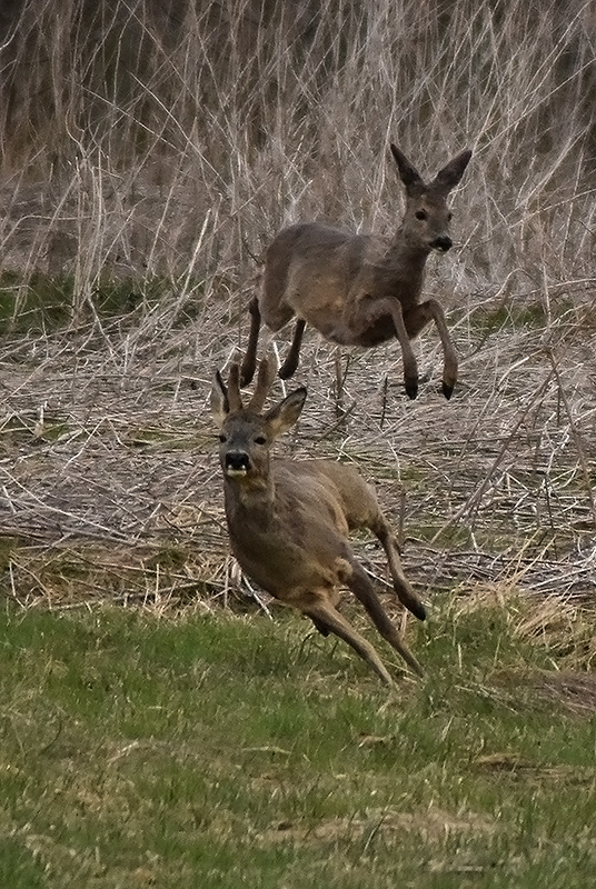 Roe deer