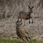 Roe deer