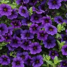 :Plant Images:Million Bells blue.jpg