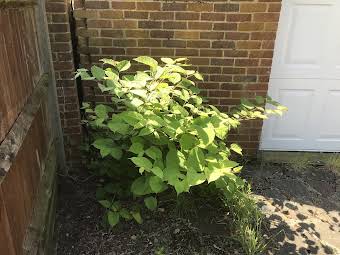 Japanese knotweed Wimbledon album cover