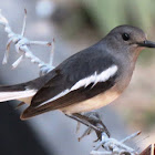 Oriental Magpie Robin