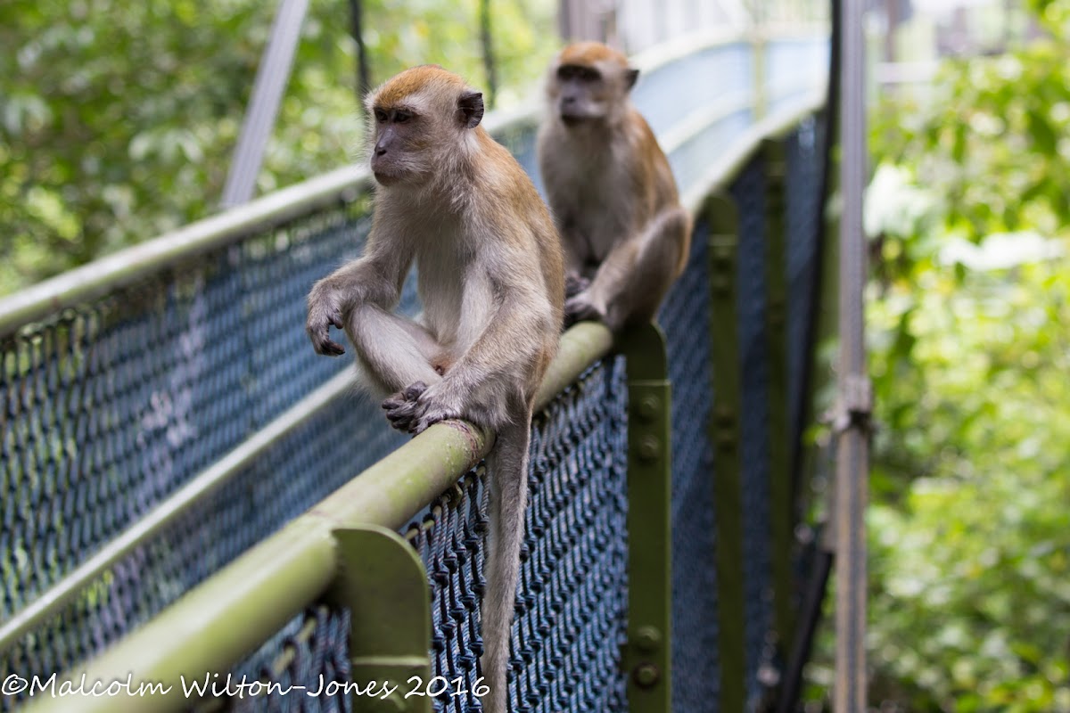 Long-tailed Macaque