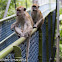 Long-tailed Macaque