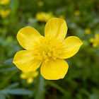 Bulbous Buttercup