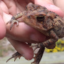 Fowler's toad