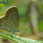 Lesser grass blue