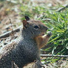 California ground squirrel