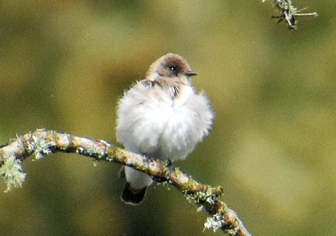 Northern Rough-winged Swallow