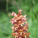 Broomrape