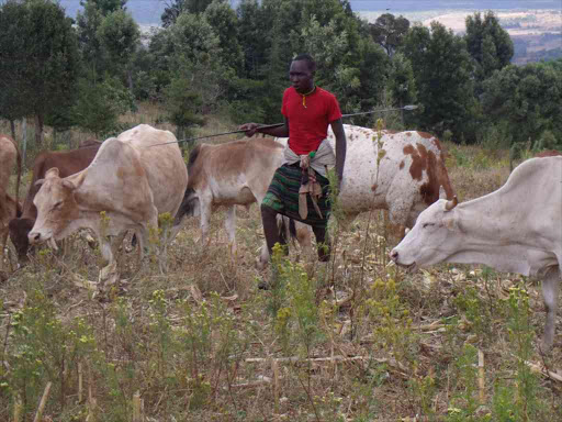 A moran grazes cows at a farm in Mlima Tatu area of Laikipia. /FILE