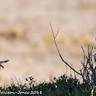 Stonechat