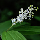 False Solomon's Seal