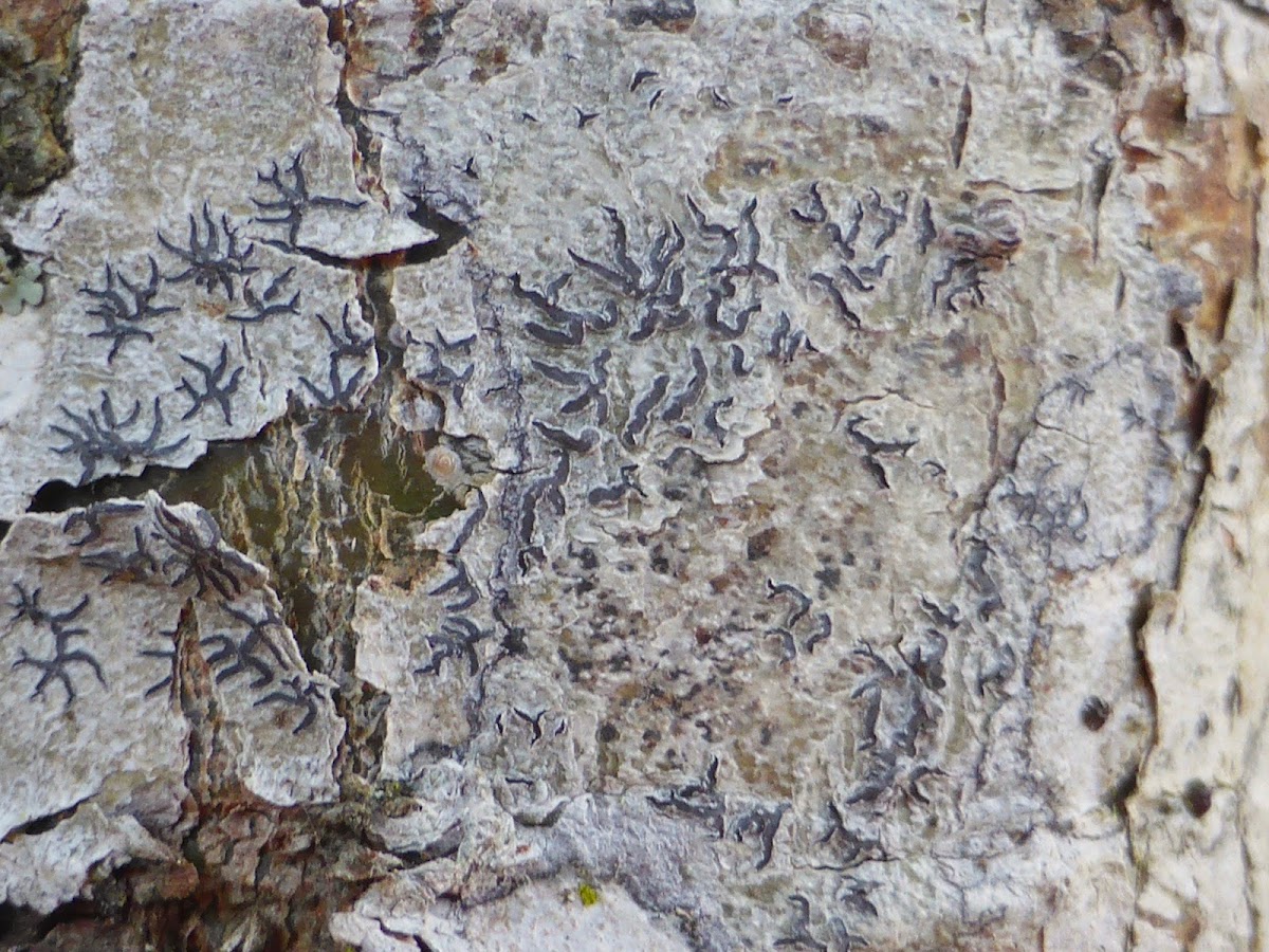 Script Lichen